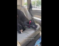 Collab BitchMP - Black dog back seat parks and rolls around