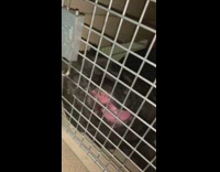 Black dog sleeps mouth against crate snores 