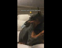 Collab Clips mpugc - Dog biting on leg in bed