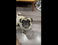 Pug puppy wants food bark at filmer