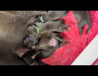 Puppies different colored collars drink from mom