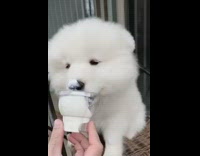 White puppy dog eats whipped cream cup 