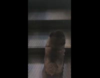 Little poofy grey dog rides on a escalator