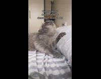 Person takes blanket drags cat away 