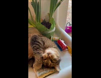 Cat hugs and rubs sponge on face