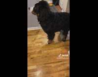 Black dog pulls on owners jacket lets go 