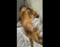 Golden retriever puppy lays back white blanket 