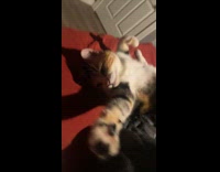 Cat lays down ask for belly rub