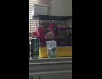 Hamster plays with red toy in cage 