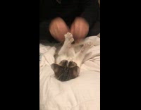White grey cat tickle peekaboo in bed on back
