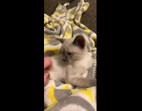 Grey kitten tickle sides in blanket meows
