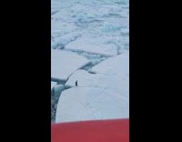 Collab Clips MPUGC - Penguin running across broken ice 