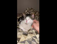 Cat pouts closes eyes ignores guy food