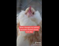 Collab KaleSaladIG - Chicken grows up to be ugly 