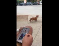 Brown dachshund dog walk cute on street