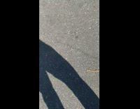 BitchMP - Coyote dead white car front bumper