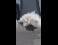 White cat plays with chili pepper toy