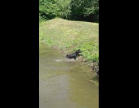 Collab DailyDoseOfInternet - Black dog scratches back roll on water