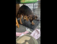 Black dog scratches crate looks for food