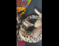 Kitten sleeps on bent back 