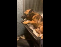 Collab PubityPets - Man Scolds Dog on Couch Outside Apartment