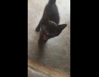 Tiny black kitten meows 