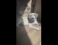 French bulldog puppy sits in sun inside