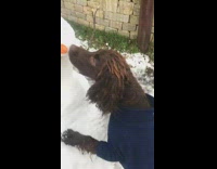 Brown Dog Blue Vest Grabs Carrot Out of Snowman