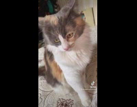 Cat playing with a dangling feather toy