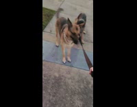 German shepherd dog afraid metal ground