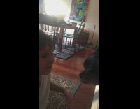 Boy kisses dog on the lips