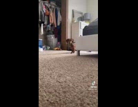 Dog acts out I am speed quote 