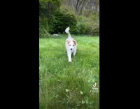 Daily Dog Routine Feed Play Rest Compilation