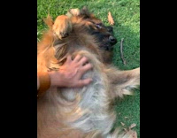 Collab PubityPets - Man Scrubs Chest of Dog on Grass