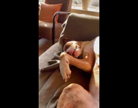 Dog lays on couch gets body massage