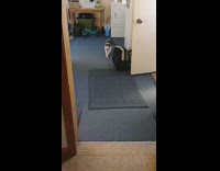 Black white cat play fetch with girl