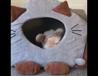 brown dog with hat on sitting inside grey dog bed