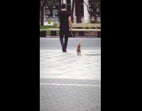 Collab WINY - Man black shirt walks poodle Poodle that Walks on its Two Hind Feet