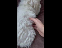 Person tickle white dog leg starts scratching