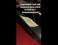 White bird found inside red car 