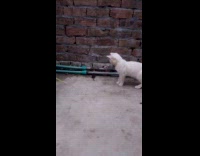 White kitten playing with mouse 