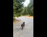 Woman play fetch with blind pet dog