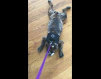 Bulldog Refuses To Walk, Lays Splayed on Wood Floor
