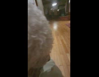 Guy suddenly bark at curly white dog