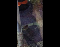 Bunny hides behind street sign eating grass