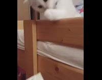 Guy offers white cat money bunk bed