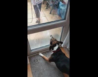 Dog angry at hose outside glass door