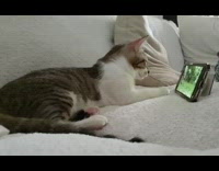 Cat lays down watches bird video phone 