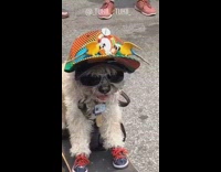 Dog on Skateboard Wears Sunglasses, Hat, and Sneakers 