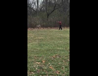 Girl does handstand deer runs away park 